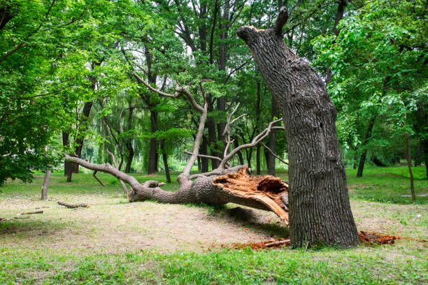 Best Tree Trimming and Pruning  in Hockinson, WA